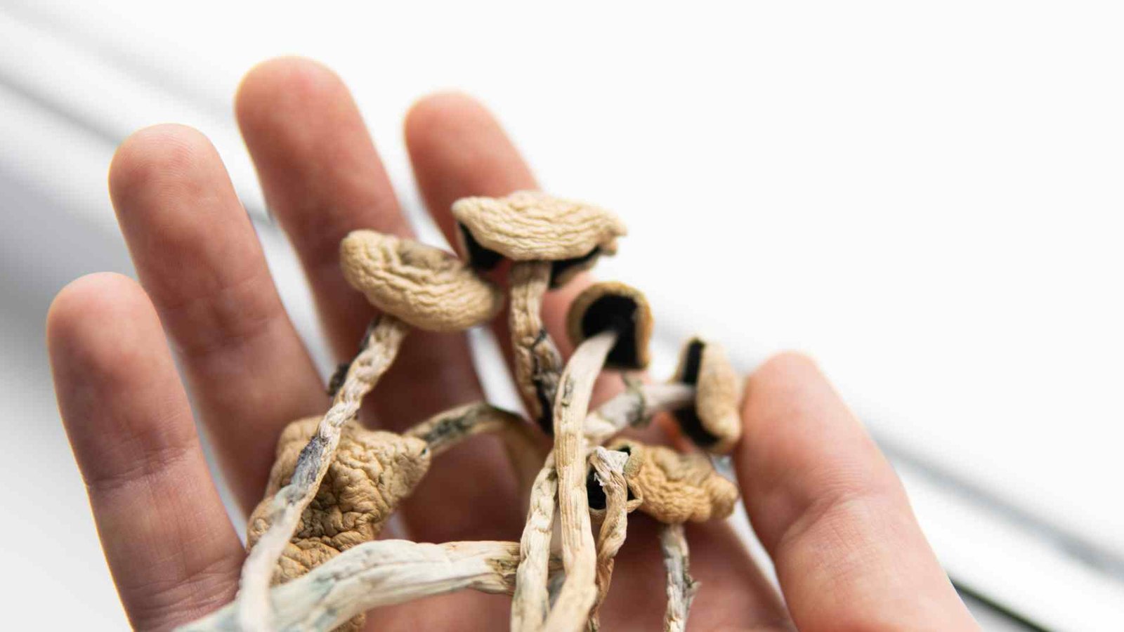 journey to wellness unleashing the healing powers of psilocybin