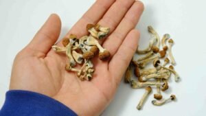 measuring psilocybin dosage