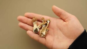 understanding the magic mushroom experience