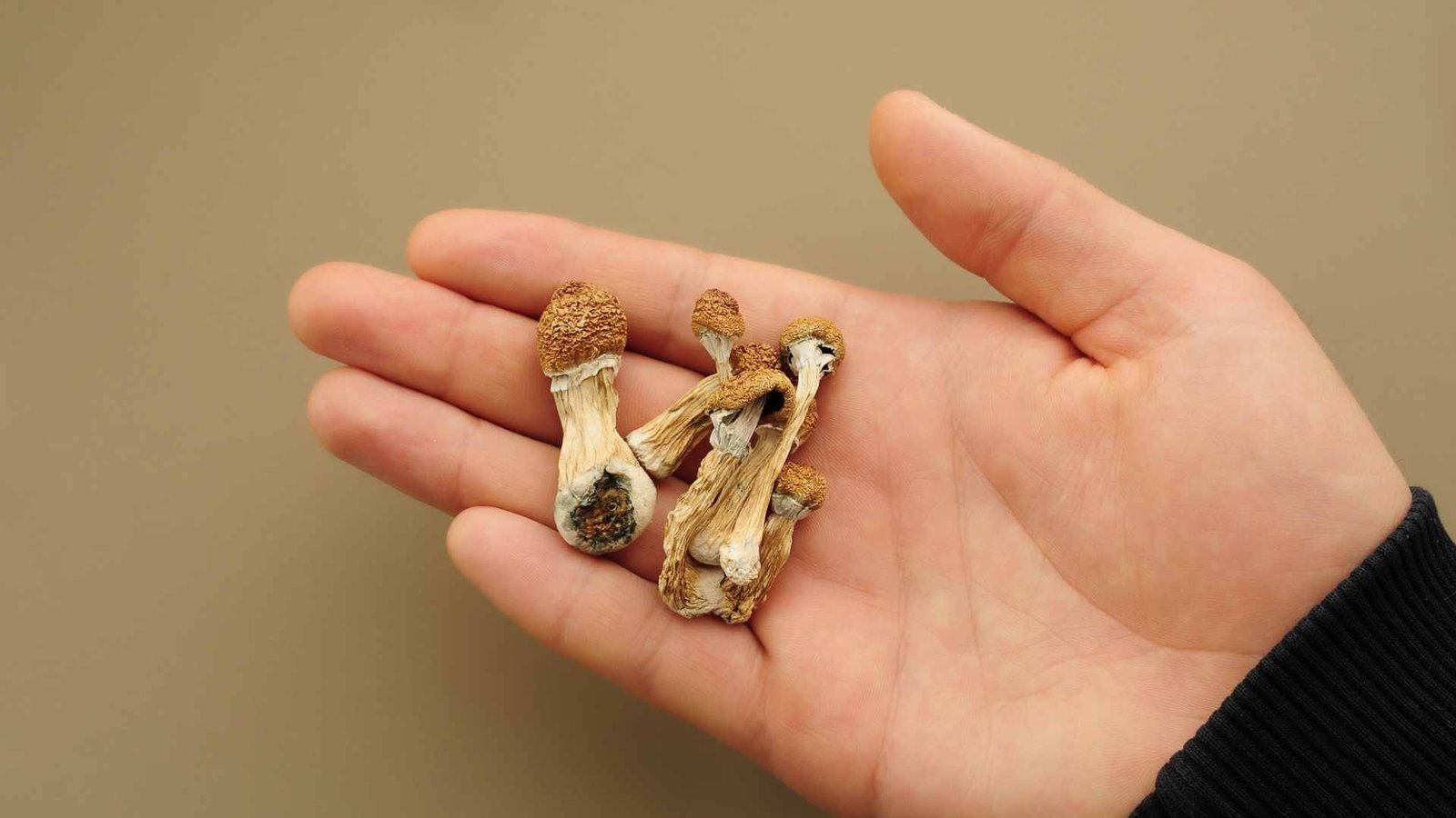 understanding the magic mushroom experience