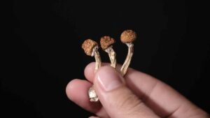 comparing psilocybin strains amazonian vs golden teacher vs penis envy