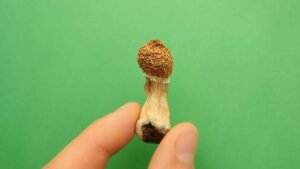 the absolutely ultimate guide to the amazonian strain magic mushroom