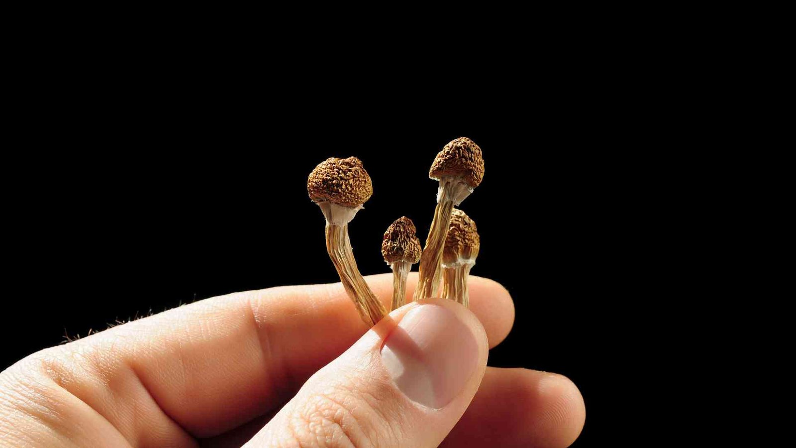 the beginners guide to microdosing amazonian magic mushrooms